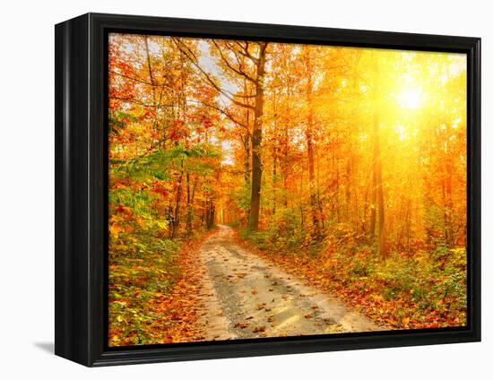 Pathway through the Autumn Forest-sborisov-Framed Premier Image Canvas