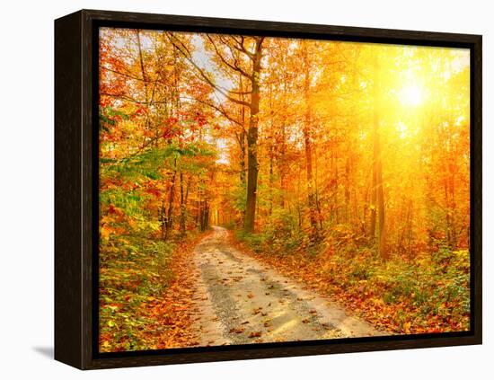 Pathway through the Autumn Forest-sborisov-Framed Premier Image Canvas