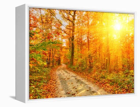 Pathway through the Autumn Forest-sborisov-Framed Premier Image Canvas