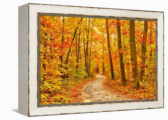 Pathway through the Autumn Forest-sborisov-Framed Premier Image Canvas