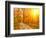 Pathway through the Autumn Forest-sborisov-Framed Photographic Print