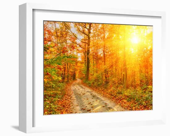 Pathway through the Autumn Forest-sborisov-Framed Photographic Print