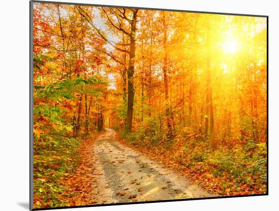 Pathway through the Autumn Forest-sborisov-Mounted Photographic Print