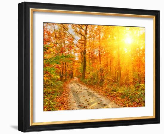 Pathway through the Autumn Forest-sborisov-Framed Photographic Print