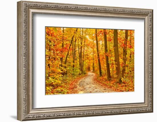 Pathway through the Autumn Forest-sborisov-Framed Photographic Print