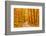 Pathway through the Autumn Forest-sborisov-Framed Photographic Print