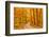 Pathway through the Autumn Forest-sborisov-Framed Photographic Print