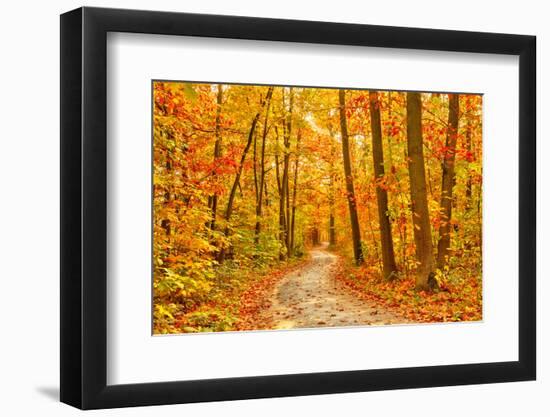 Pathway through the Autumn Forest-sborisov-Framed Photographic Print