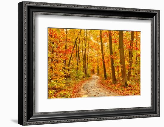 Pathway through the Autumn Forest-sborisov-Framed Photographic Print