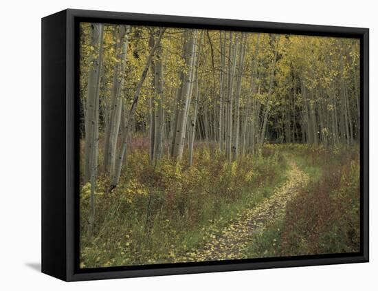 Pathway Thru Autumn Aspen Trees, San Isabel National Forest, Colorado, USA-Adam Jones-Framed Premier Image Canvas