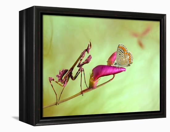 Patience-Jimmy Hoffman-Framed Premier Image Canvas