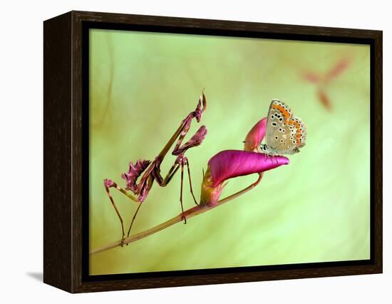 Patience-Jimmy Hoffman-Framed Premier Image Canvas