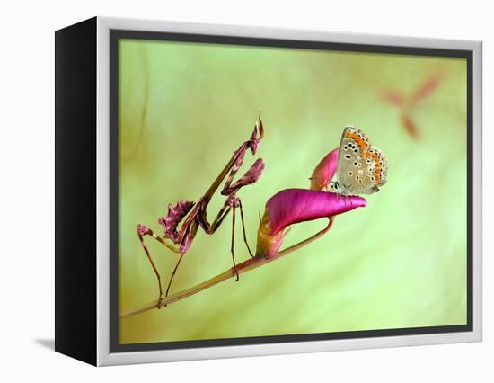 Patience-Jimmy Hoffman-Framed Premier Image Canvas