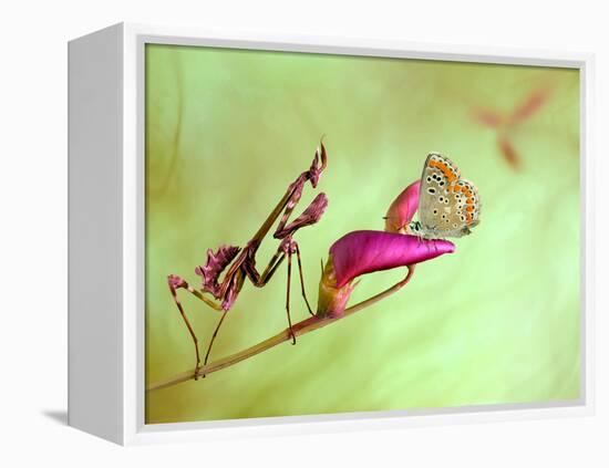 Patience-Jimmy Hoffman-Framed Premier Image Canvas