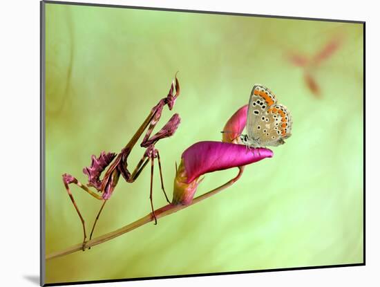 Patience-Jimmy Hoffman-Mounted Photographic Print