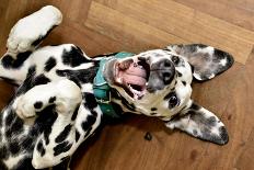 Dalmatian Dog Smiling-patostudio-Photographic Print