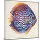 Premium Giclee Print