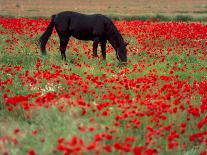 Black Horse in a Poppy Field, Chianti, Tuscany, Italy, Europe-Patrick Dieudonne-Photographic Print