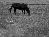 Black Horse in a Poppy Field, Chianti, Tuscany, Italy, Europe-Patrick Dieudonne-Photographic Print