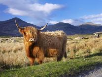 Highland Cattle, Isle of Mull, Inner Hebrides, Scotland, Uk-Patrick Dieudonne-Photographic Print