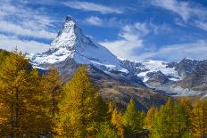 Matterhorn and Larch Tree Forest in Autumn, Valais, Swiss Alps, Switzerland, Europe-Patrick Frischknecht-Photographic Print