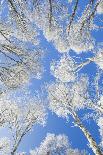 Pavillon des bains at Lac de Neuchatel in winter, Neuenburg-Patrick Frischknecht-Photographic Print