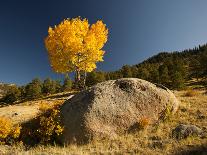 Rocky Mountain National Park Aspen, Colorado, USA-Patrick J^ Wall-Photographic Print