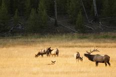 Wyoming, Yellowstone National Park, Bull Elk Bugling-Patrick J. Wall-Framed Photographic Print
