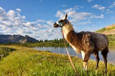 Llama in the Rocky Mountains-Patrick Poendl-Framed Premier Image Canvas