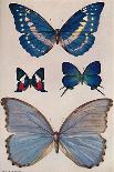 'Some of Rio's Butterflies', 1914-Patten Wilson-Giclee Print