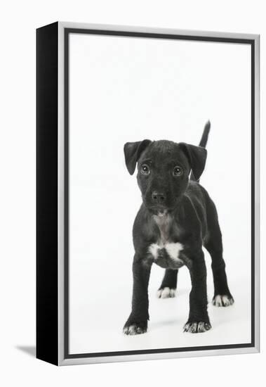 Patterdale Cross Terrier-null-Framed Premier Image Canvas
