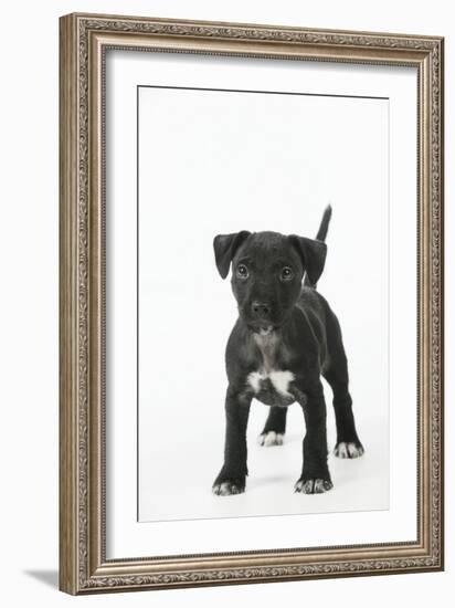 Patterdale Cross Terrier-null-Framed Photographic Print