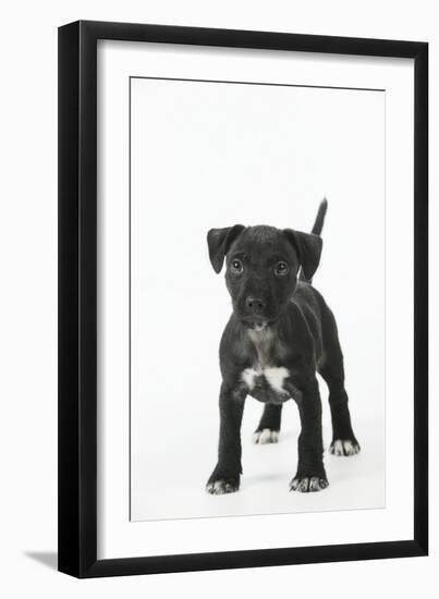 Patterdale Cross Terrier-null-Framed Photographic Print