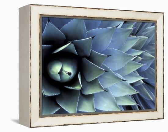 Pattern in Agave Cactus-Adam Jones-Framed Premier Image Canvas