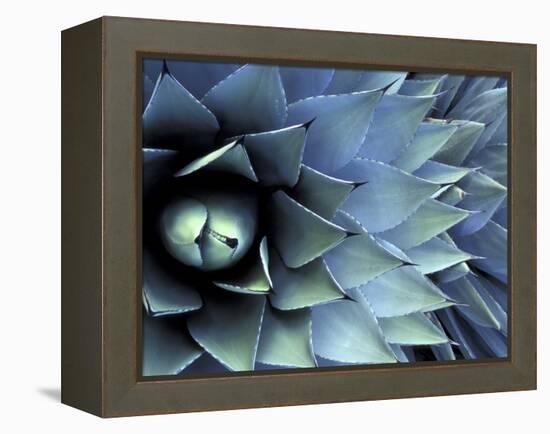 Pattern in Agave Cactus-Adam Jones-Framed Premier Image Canvas