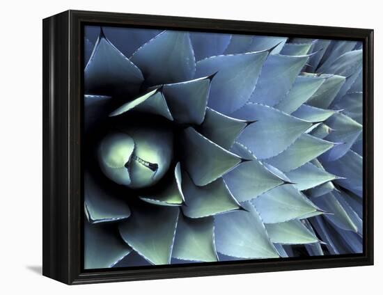 Pattern in Agave Cactus-Adam Jones-Framed Premier Image Canvas