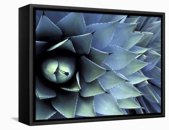 Pattern in Agave Cactus-Adam Jones-Framed Premier Image Canvas