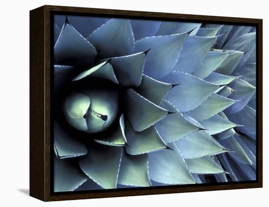 Pattern in Agave Cactus-Adam Jones-Framed Premier Image Canvas