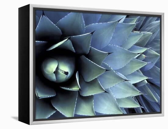 Pattern in Agave Cactus-Adam Jones-Framed Premier Image Canvas