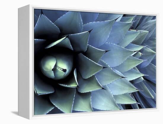 Pattern in Agave Cactus-Adam Jones-Framed Premier Image Canvas