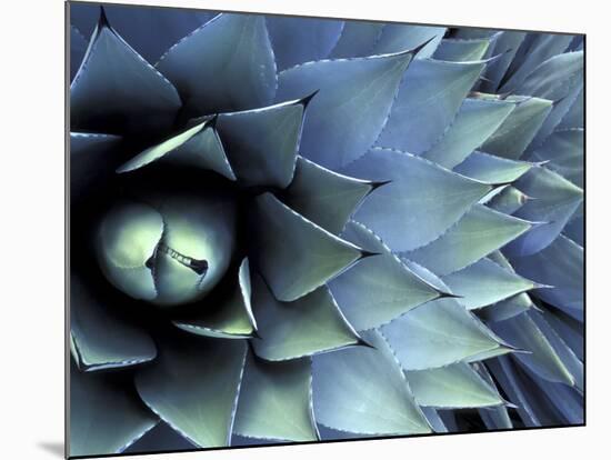 Pattern in Agave Cactus-Adam Jones-Mounted Premium Photographic Print