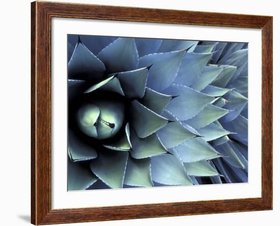 Pattern in Agave Cactus-Adam Jones-Framed Premium Photographic Print