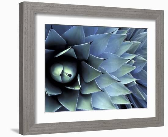 Pattern in Agave Cactus-Adam Jones-Framed Photographic Print