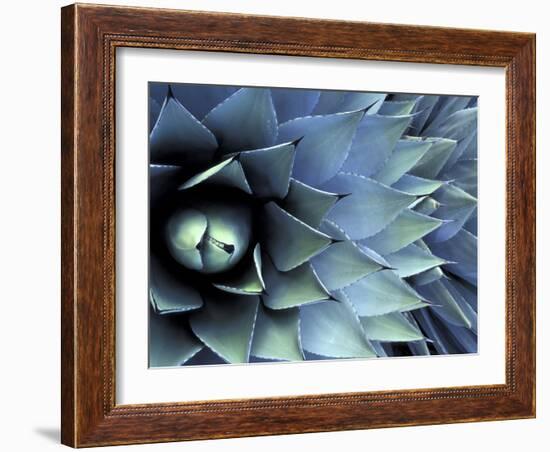 Pattern in Agave Cactus-Adam Jones-Framed Photographic Print