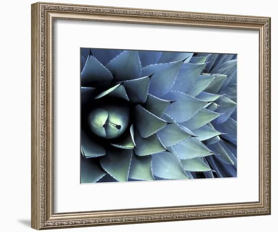 Pattern in Agave Cactus-Adam Jones-Framed Photographic Print