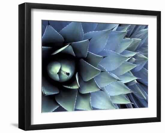 Pattern in Agave Cactus-Adam Jones-Framed Photographic Print