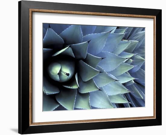 Pattern in Agave Cactus-Adam Jones-Framed Photographic Print