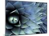 Pattern in Agave Cactus-Adam Jones-Mounted Photographic Print