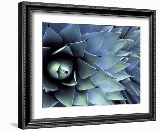 Pattern in Agave Cactus-Adam Jones-Framed Photographic Print