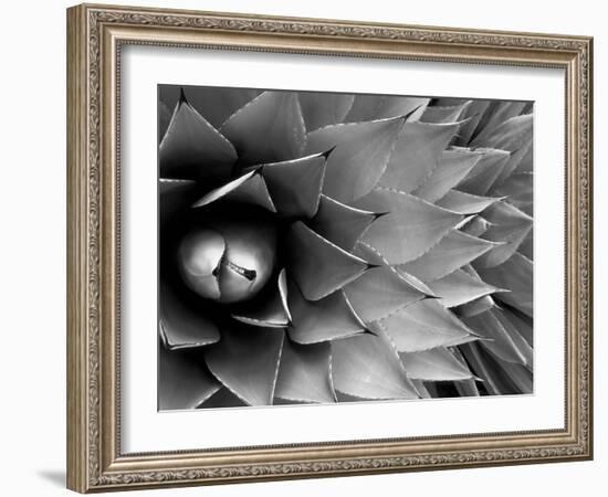 Pattern in Agave Cactus-Adam Jones-Framed Photographic Print